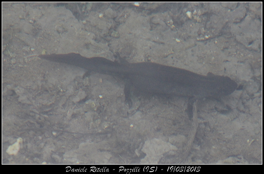 Triturus carnifex? Maschi o femmine? Sì, carnifex